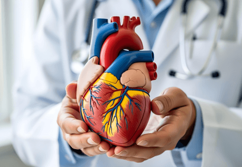 Doctor holding a detailed anatomical model of a human heart, showing arteries, veins, and chambers, wearing a white coat and stethoscope.